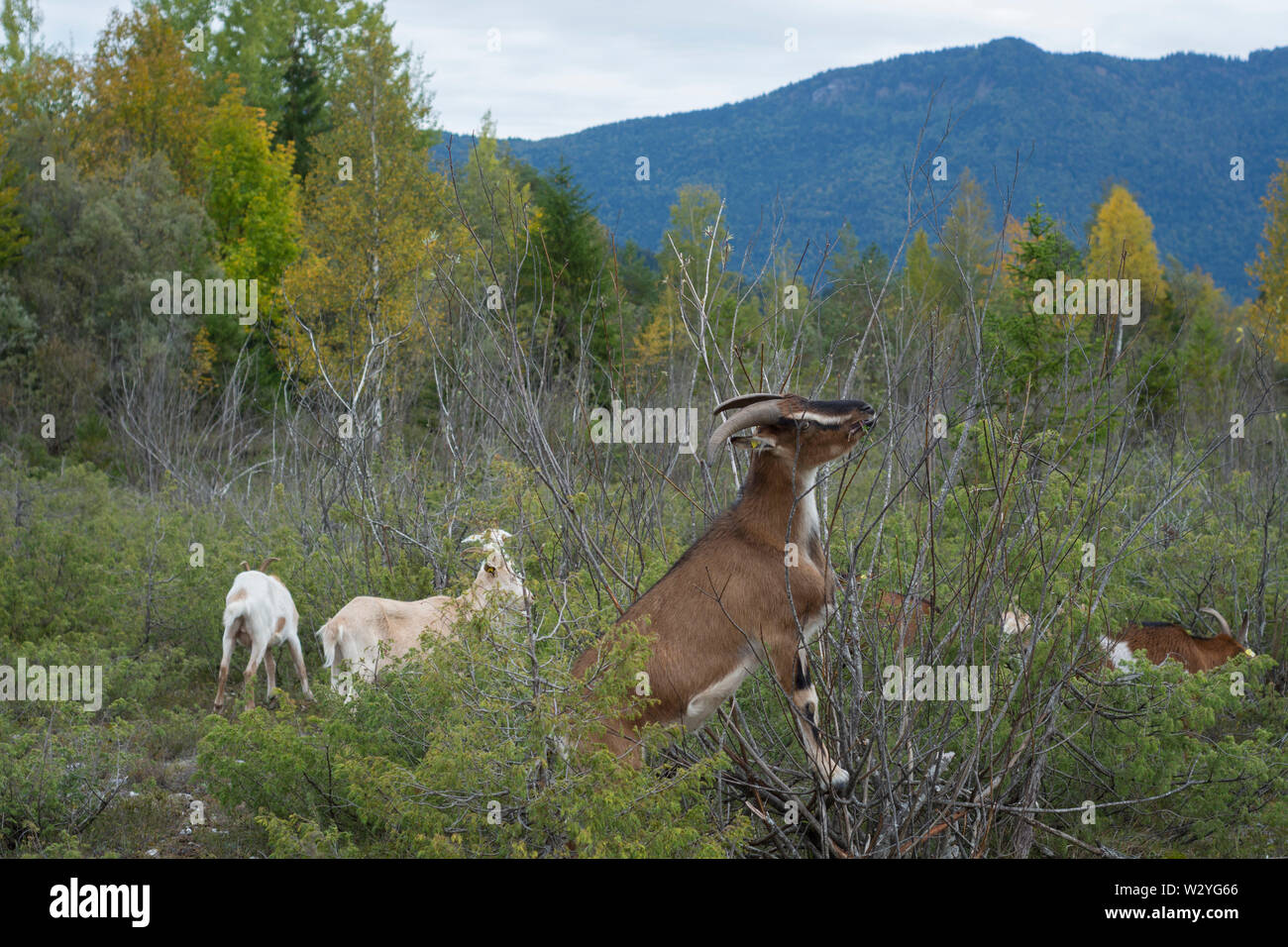 Domestic Goats, brauneck, lenggries, benediktenwand, isarwinkel region, upper bavaria, bavarian alps, bavaria, isar valley, germany Stock Photo