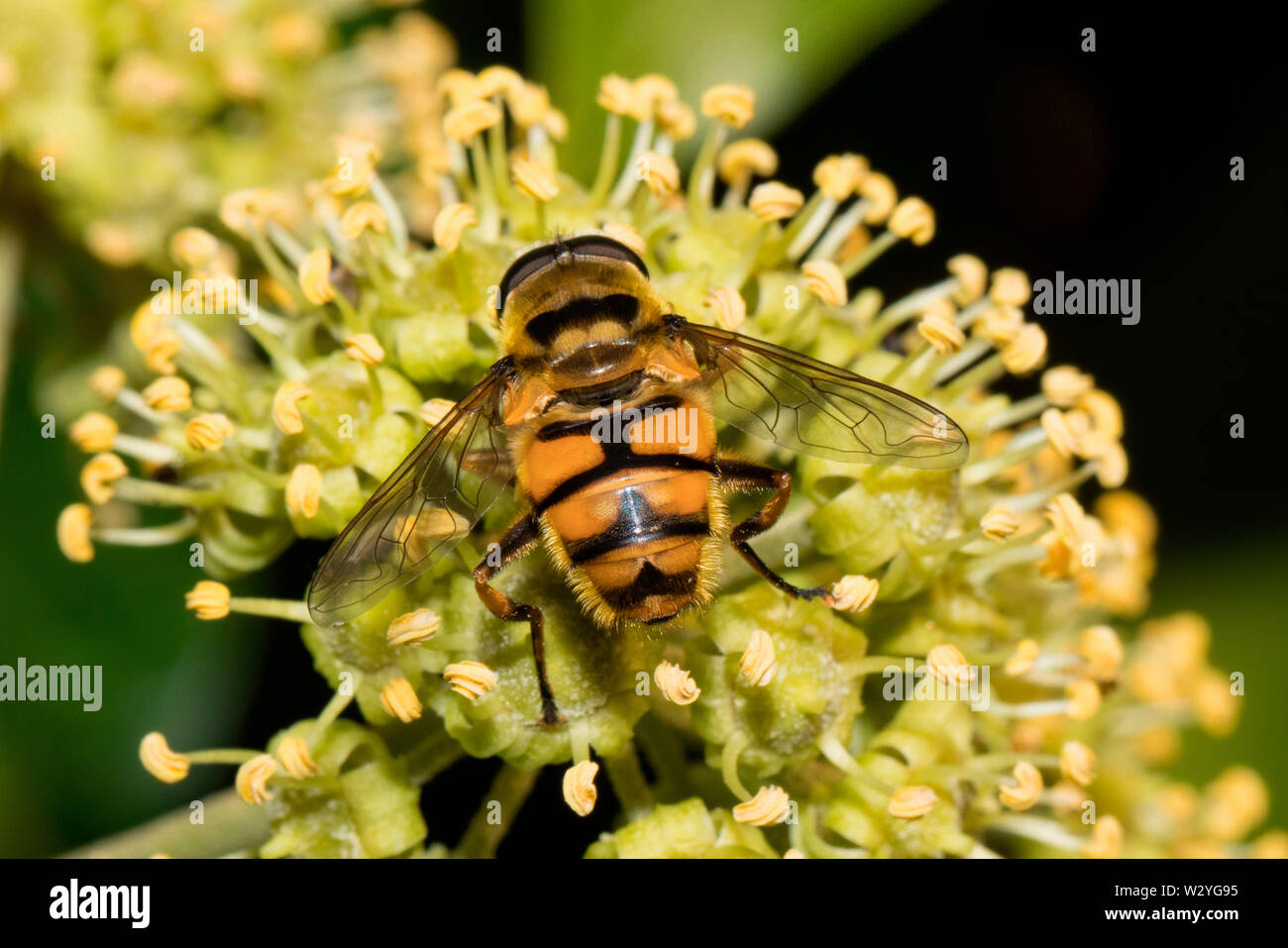 hoverfly, (Myathropa florea) Stock Photo