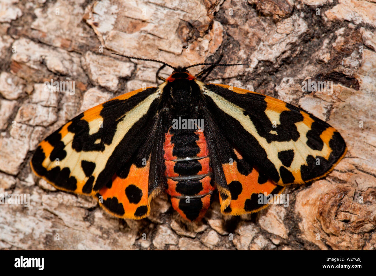 wood tiger moth, (Parasemia plantaginis Stock Photo Alamy