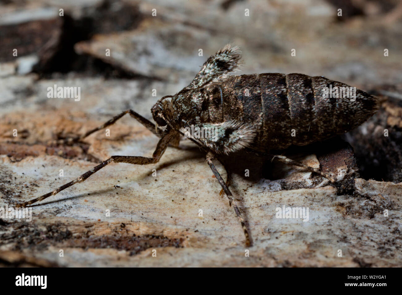 winter moth, female, (Operophtera brumata) Stock Photo