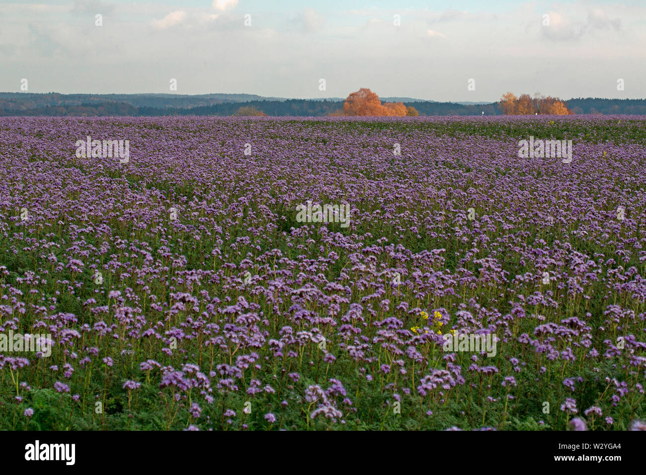 lacy phacelia, blue tansy, (Phacelia tanacetifolia) Stock Photo