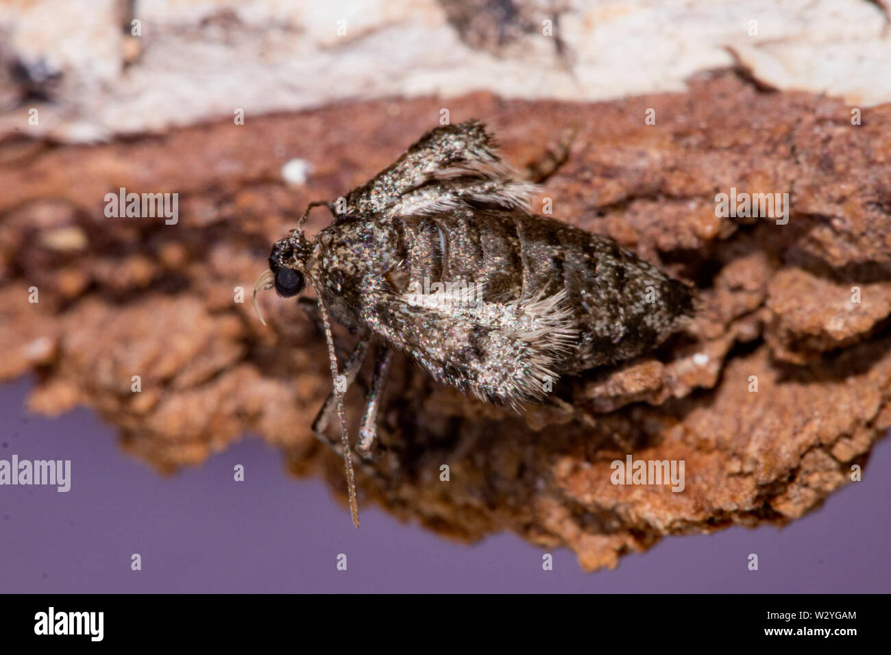 winter moth, female, (Operophtera brumata) Stock Photo