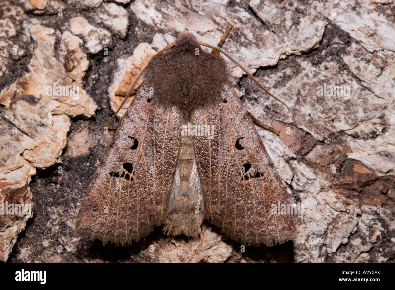 black-spot chestnut moth, (Conistra rubiginosa) Stock Photo