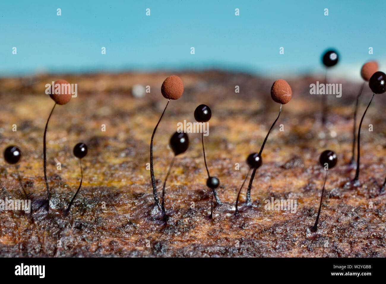 slime mould, (Comatricha nigra) Stock Photo