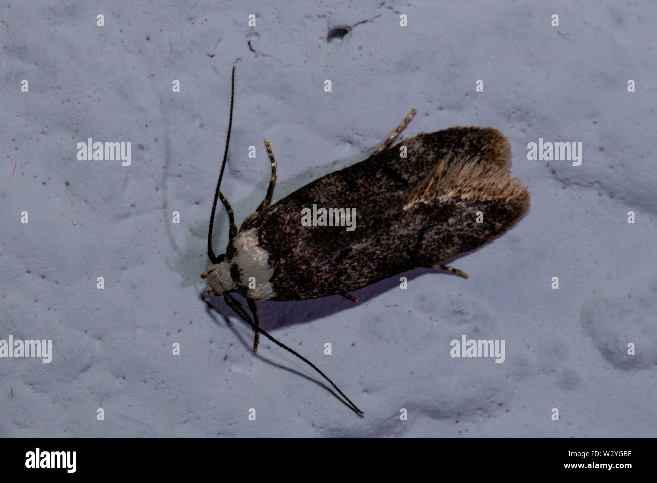 white-shouldered house moth, (Endrosis sarcitrella Stock Photo - Alamy
