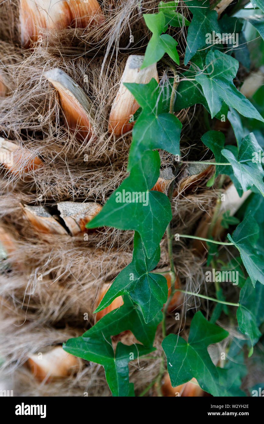 a large phoenix canariensis date fruit tree. Tree trunk close up, bark texture Stock Photo