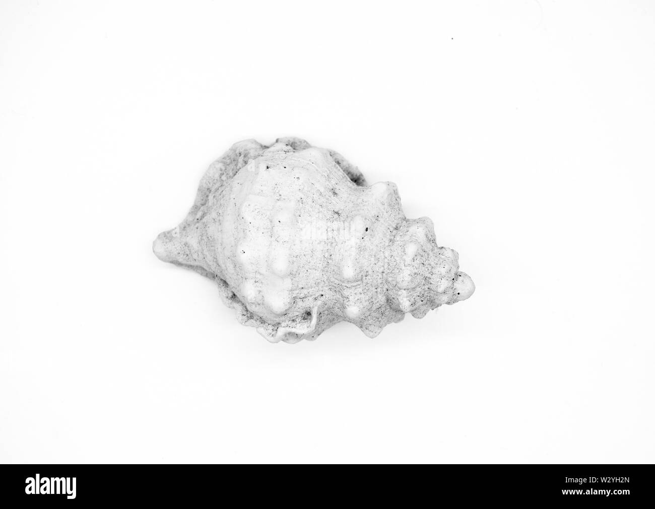 shell isolated on white background clipping path Stock Photo
