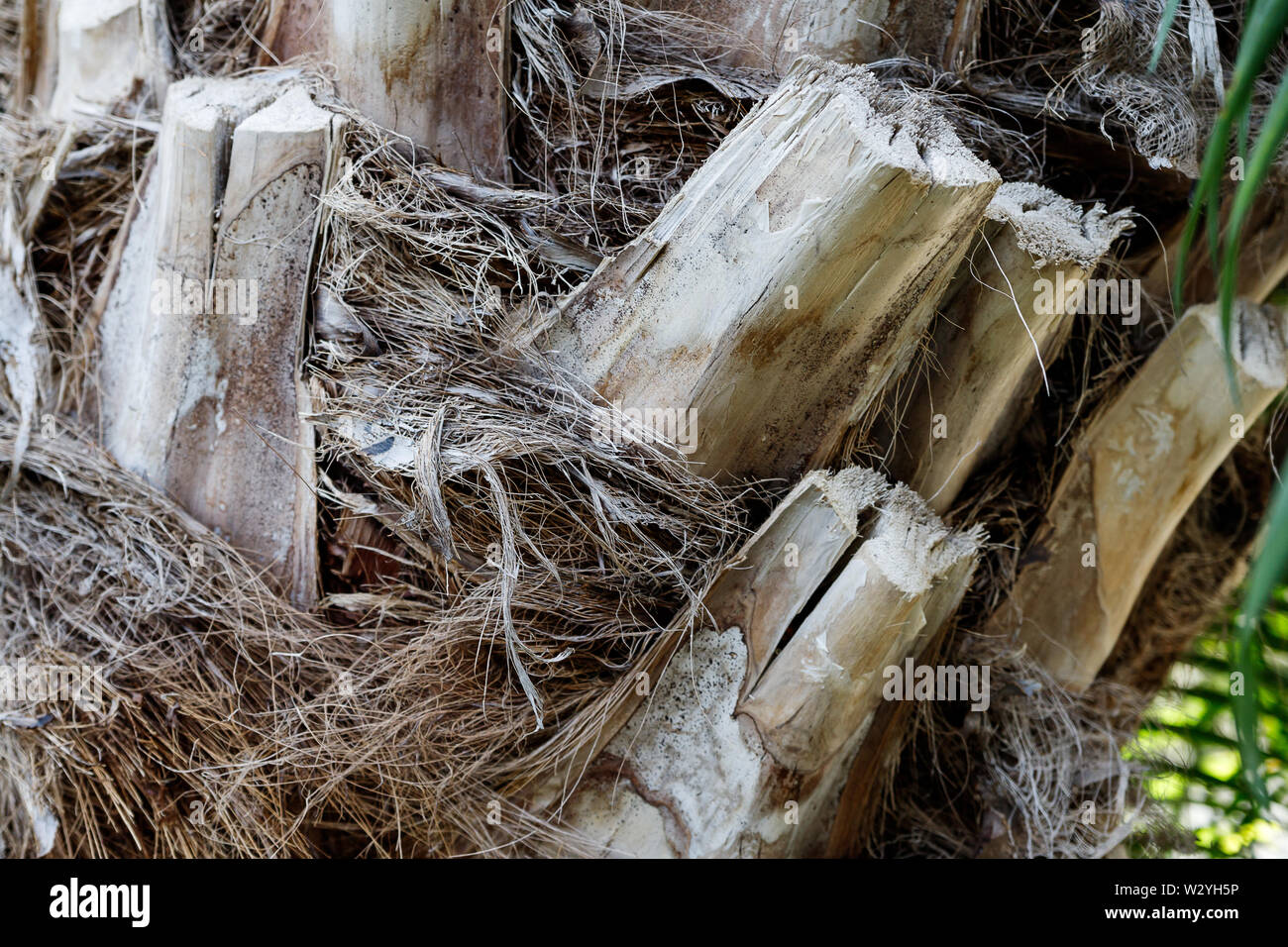 a large phoenix canariensis date fruit tree. Tree trunk close up, bark texture Stock Photo