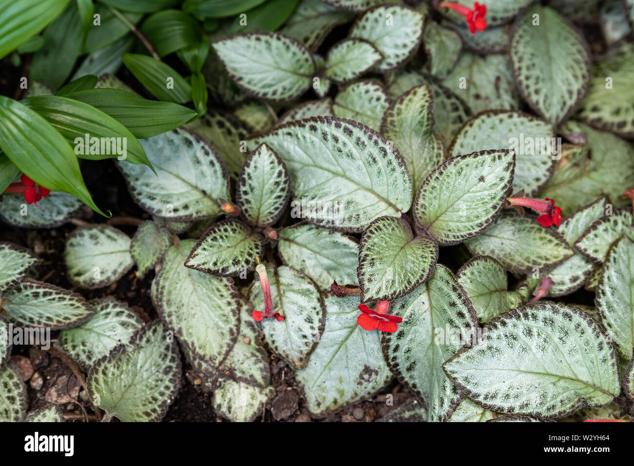 Close-up of fresh multicolored leaves of Episcia Cupreata Acajou . Hanst or Flame purple grow in a tropical garden Stock Photo