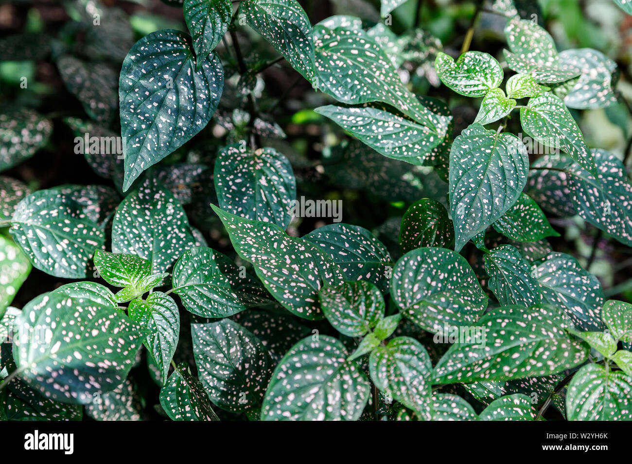Hypoestes phyllostachya with pink spotted leaves, polka dot plant Stock Photo