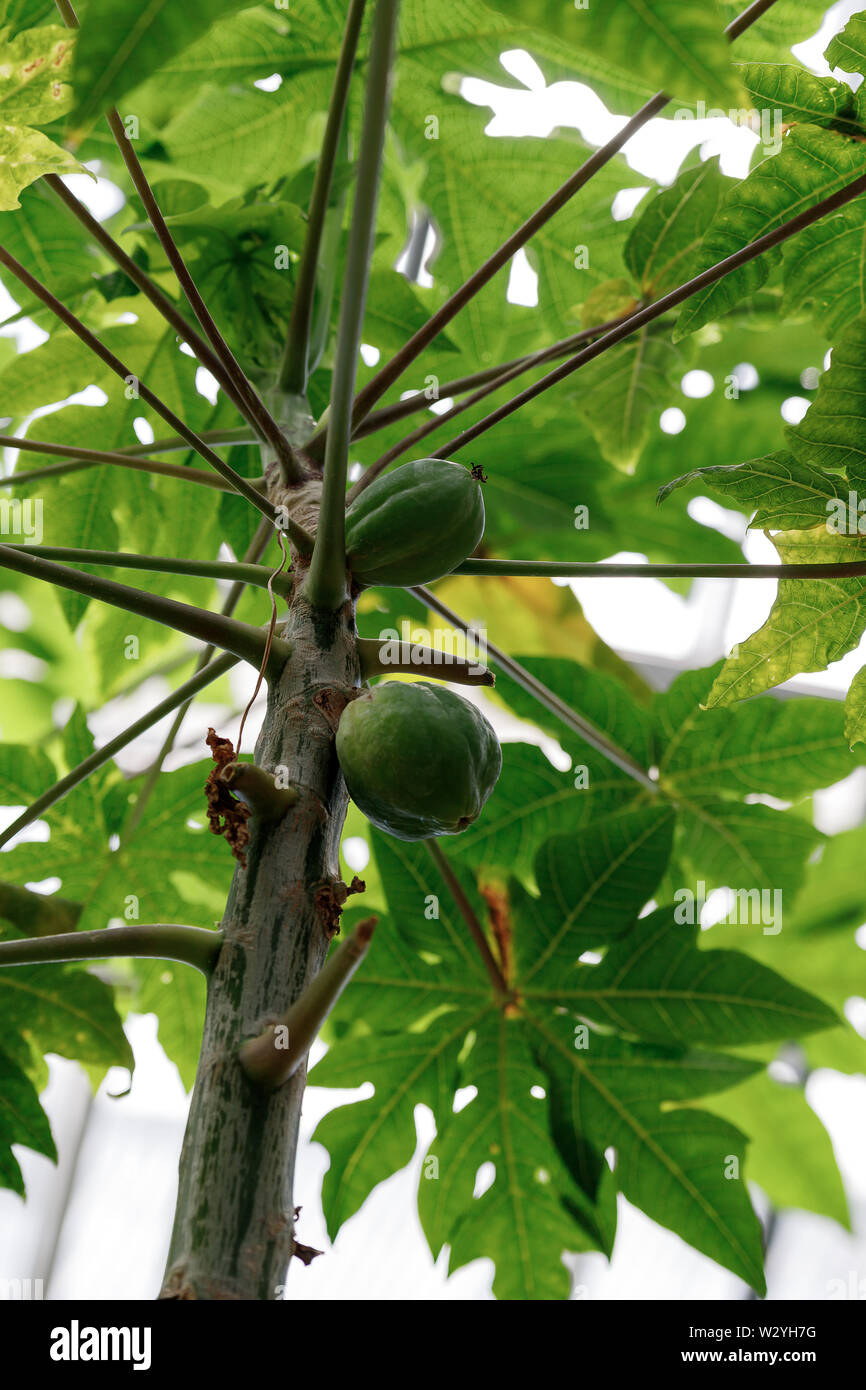 Karika papaya tree is a widely cultivated papaya, also called dad or mamaya, a tropical fruit. Papaya tree with green fruits Stock Photo