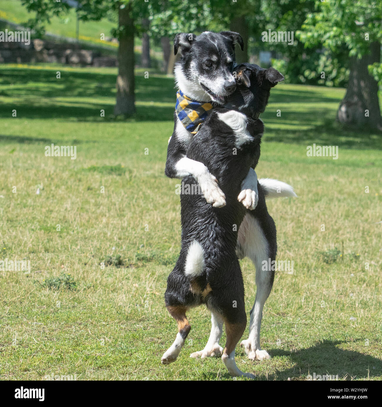 Two dogs dancing Stock Photo Alamy