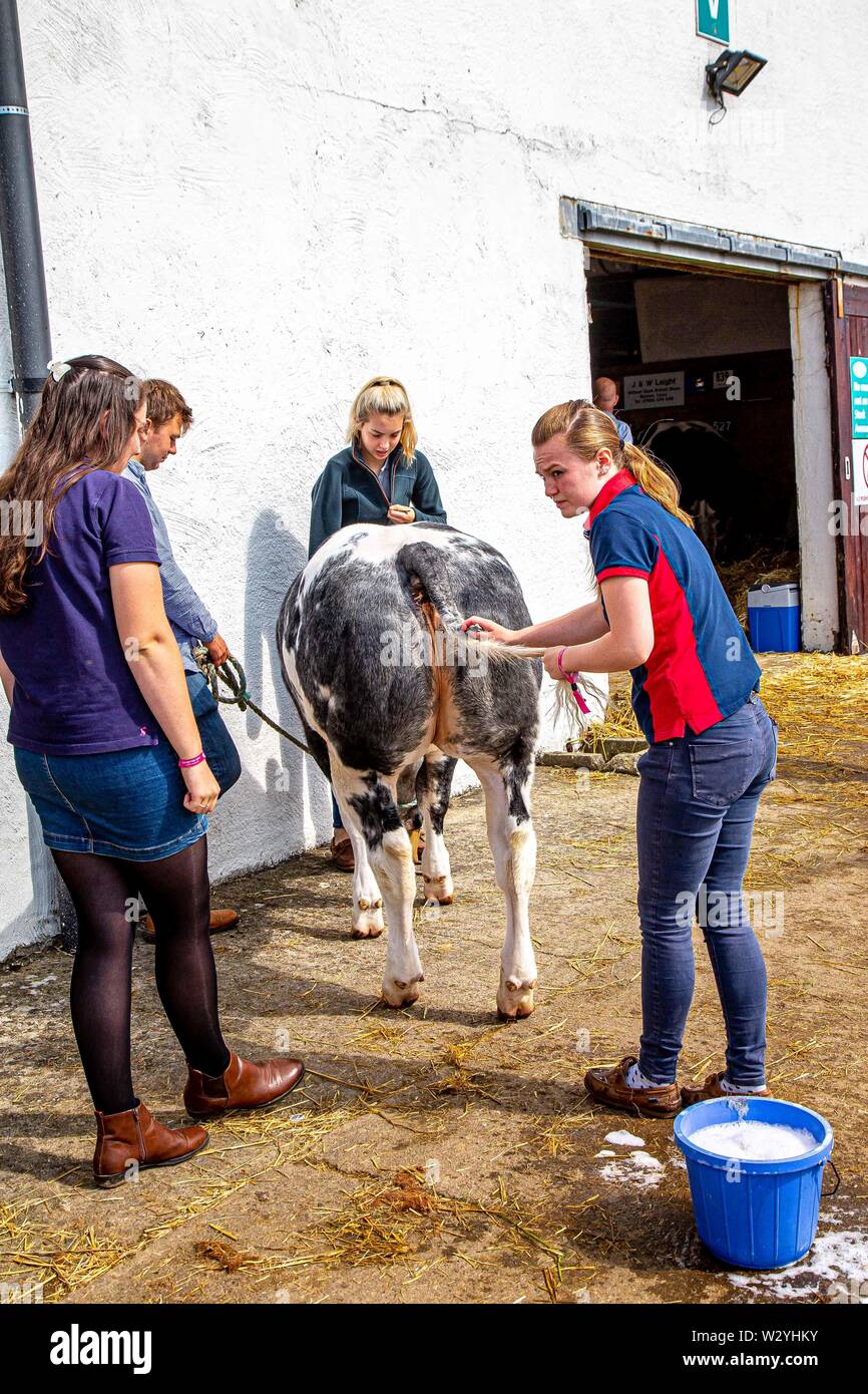 Harrogate. United Kingdom. 11 July 2019. Dairy Cow showing. Cows being bathed at the Great