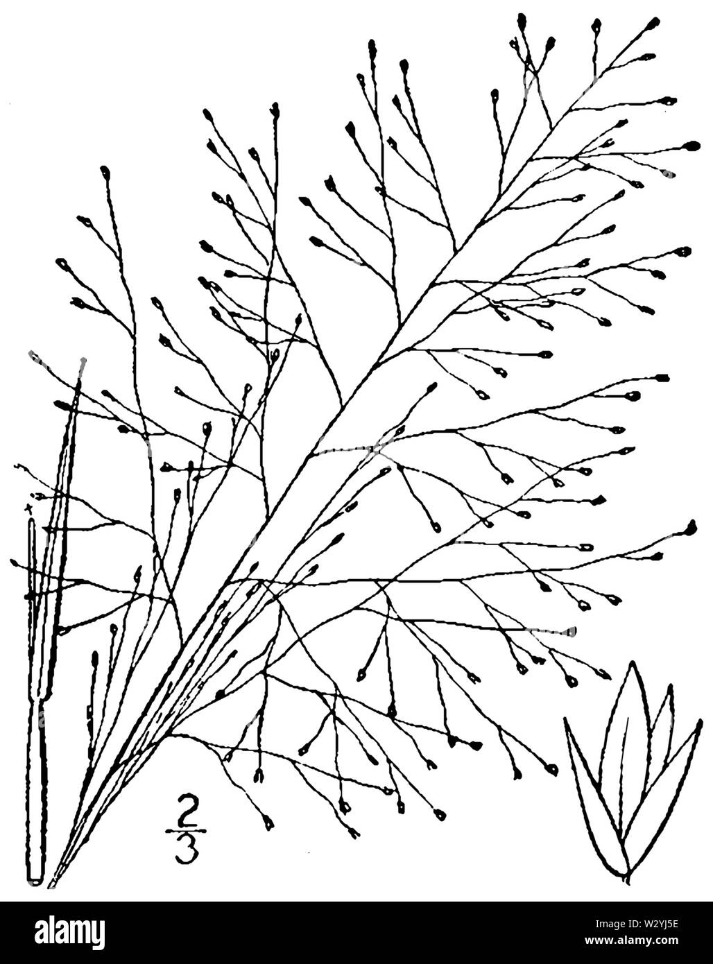 Muhlenbergia asperifolia (as Sporobolus asperifolius) BB-1913 Stock Photo