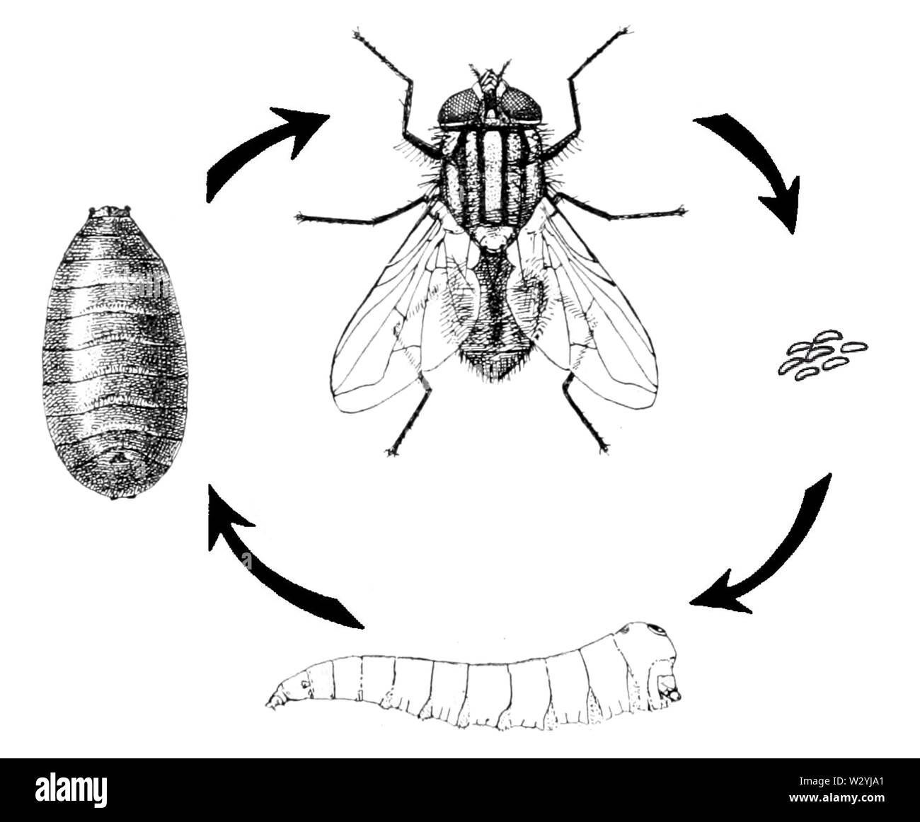 Комнатная муха как называется. Musca domestica жизненный цикл. Цикл развития комнатной мухи. Musca domestica комнатная Муха. Осенняя жигалка жизненный цикл.
