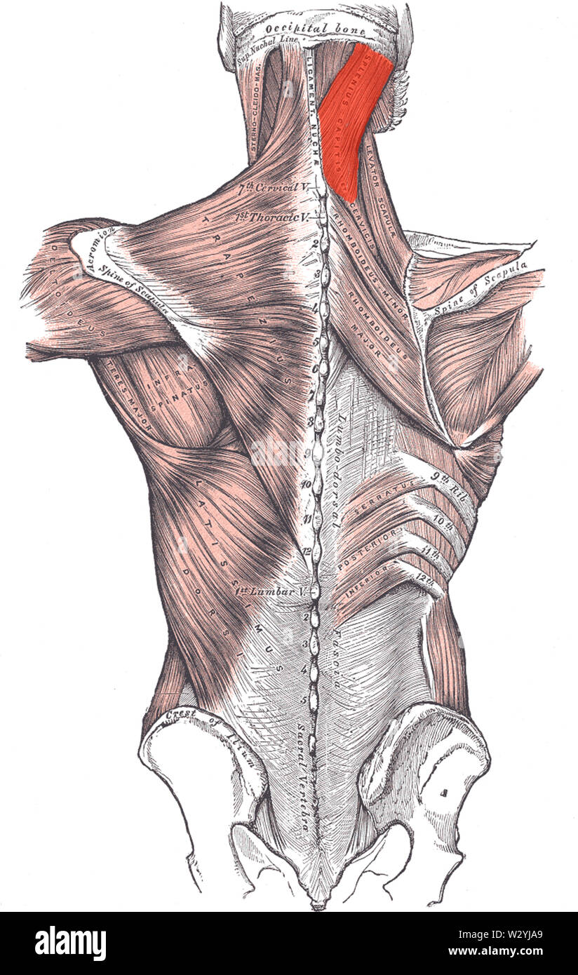 Musculus splenius capitis marked Stock Photo