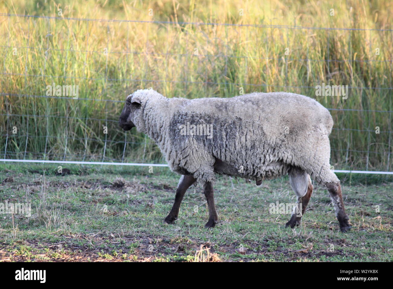 Black face sheep hi-res stock photography and images - Alamy Black face sheep hi-res stock photography and images - Alamy