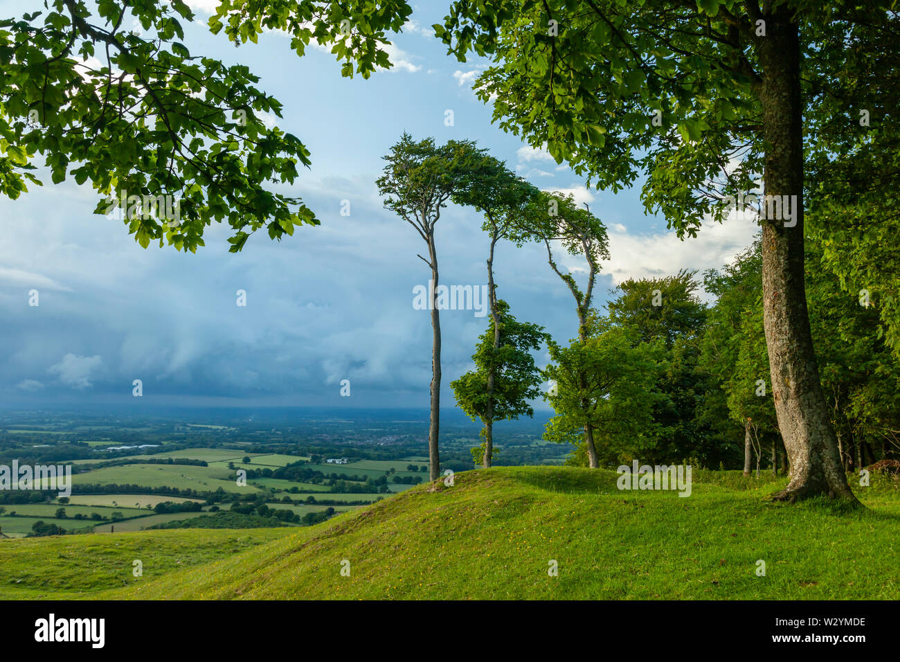 Summer evening at Chanctonbury Ring on the South Downs in West Sussex. Stock Photo