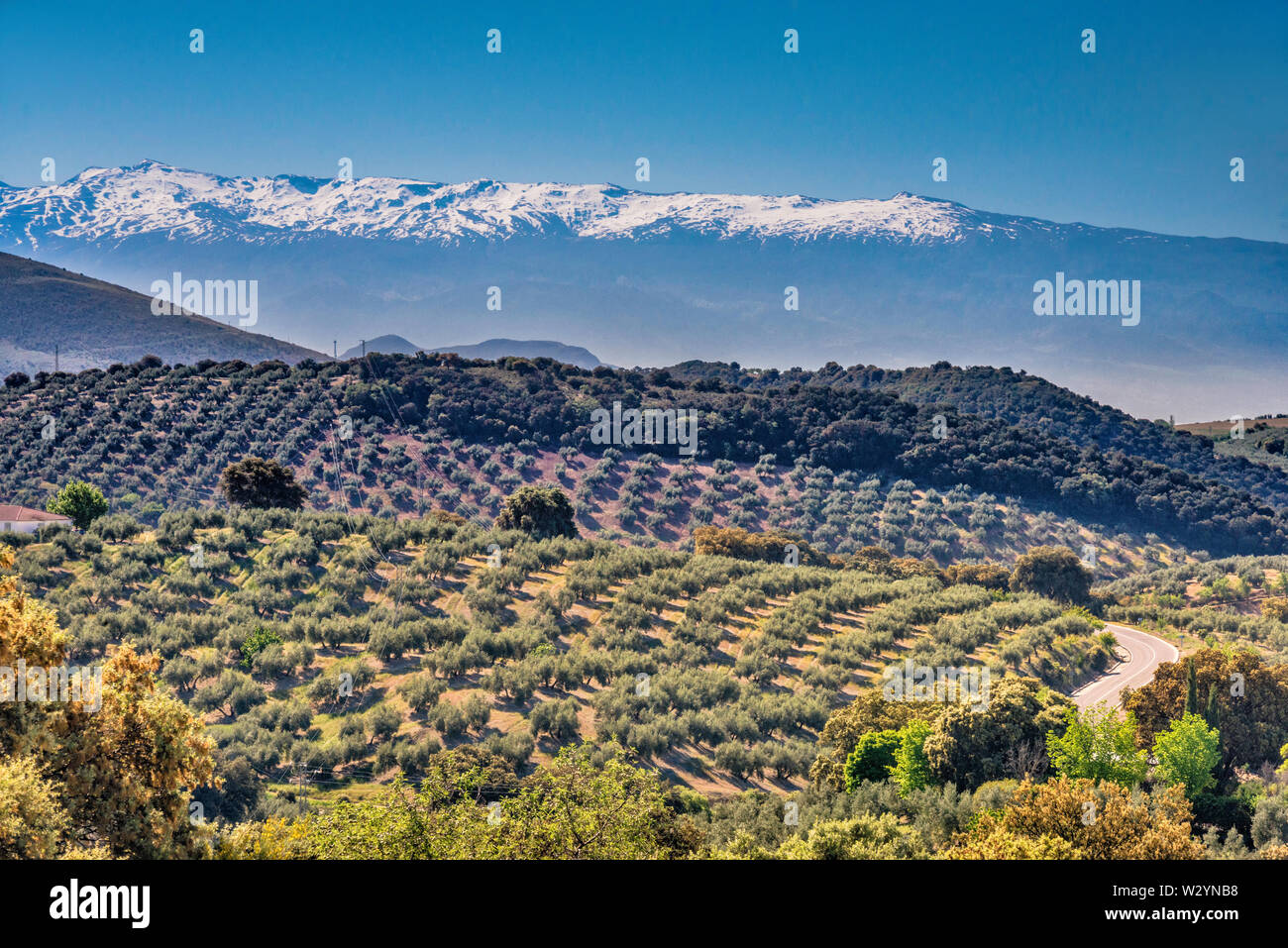 Sierra Nevada, seen in haze from 50 km away, over olive tree groves, from GR3410 road near town of Moclin, Granada province, Andalusia, Spain Stock Photo