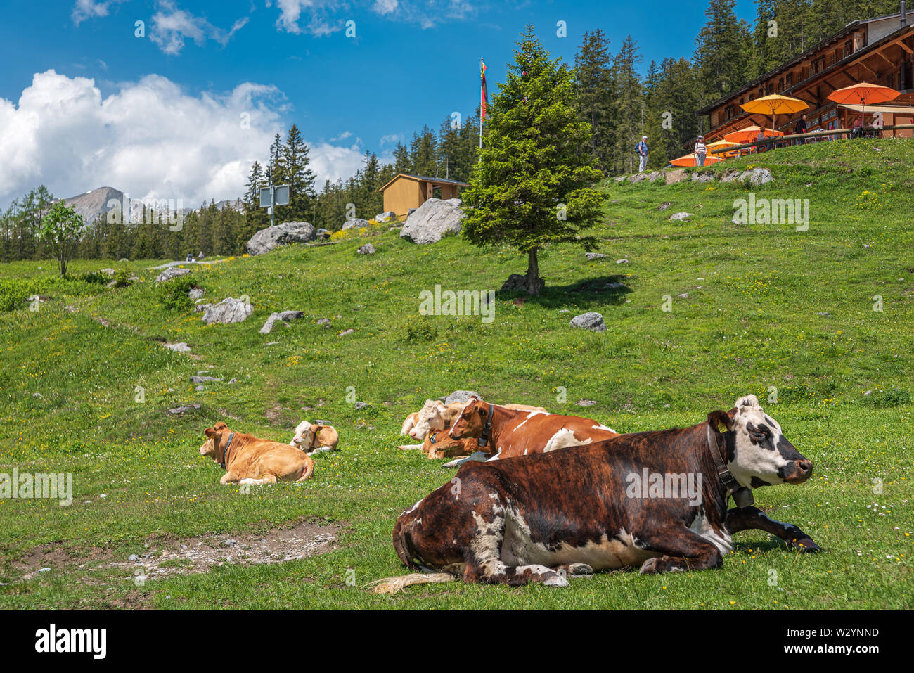 Cows in front of the Mountain Hotel Oeschinensee at Oeschinensee lake, Kandersteg, Bernese Oberland, Canton of Bern, Switzerland, Europe Stock Photo