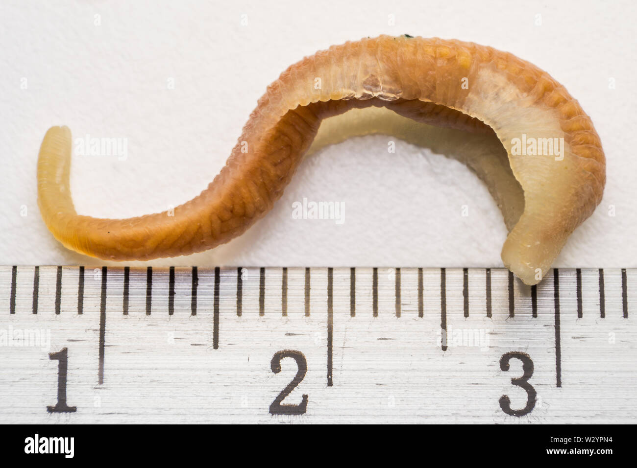 close-up photo of Linguatula serrata or Tongue worm Stock Photo