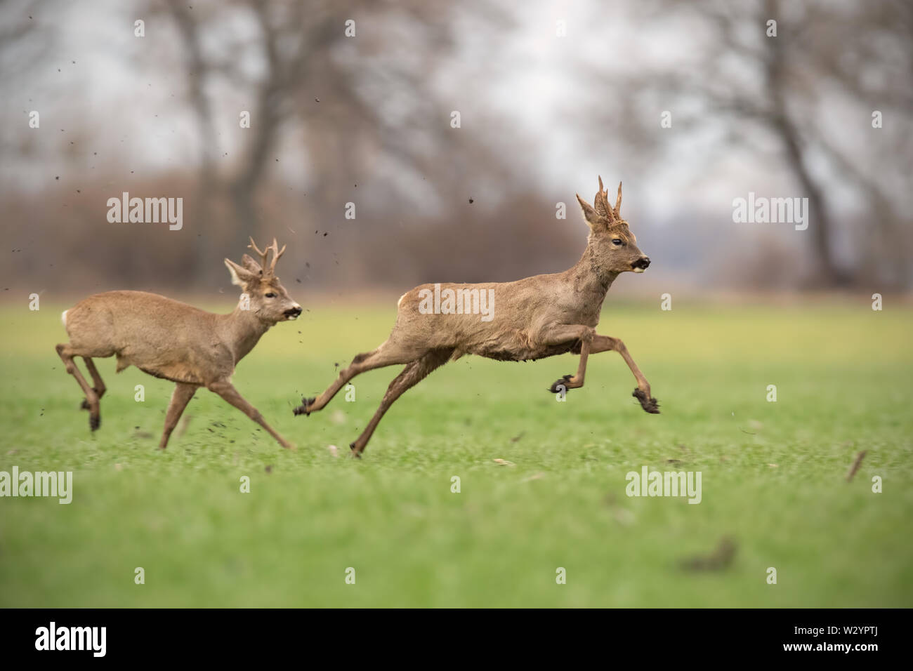 Two wild roe deer bucks chasing each other in spring nature. Stock Photo