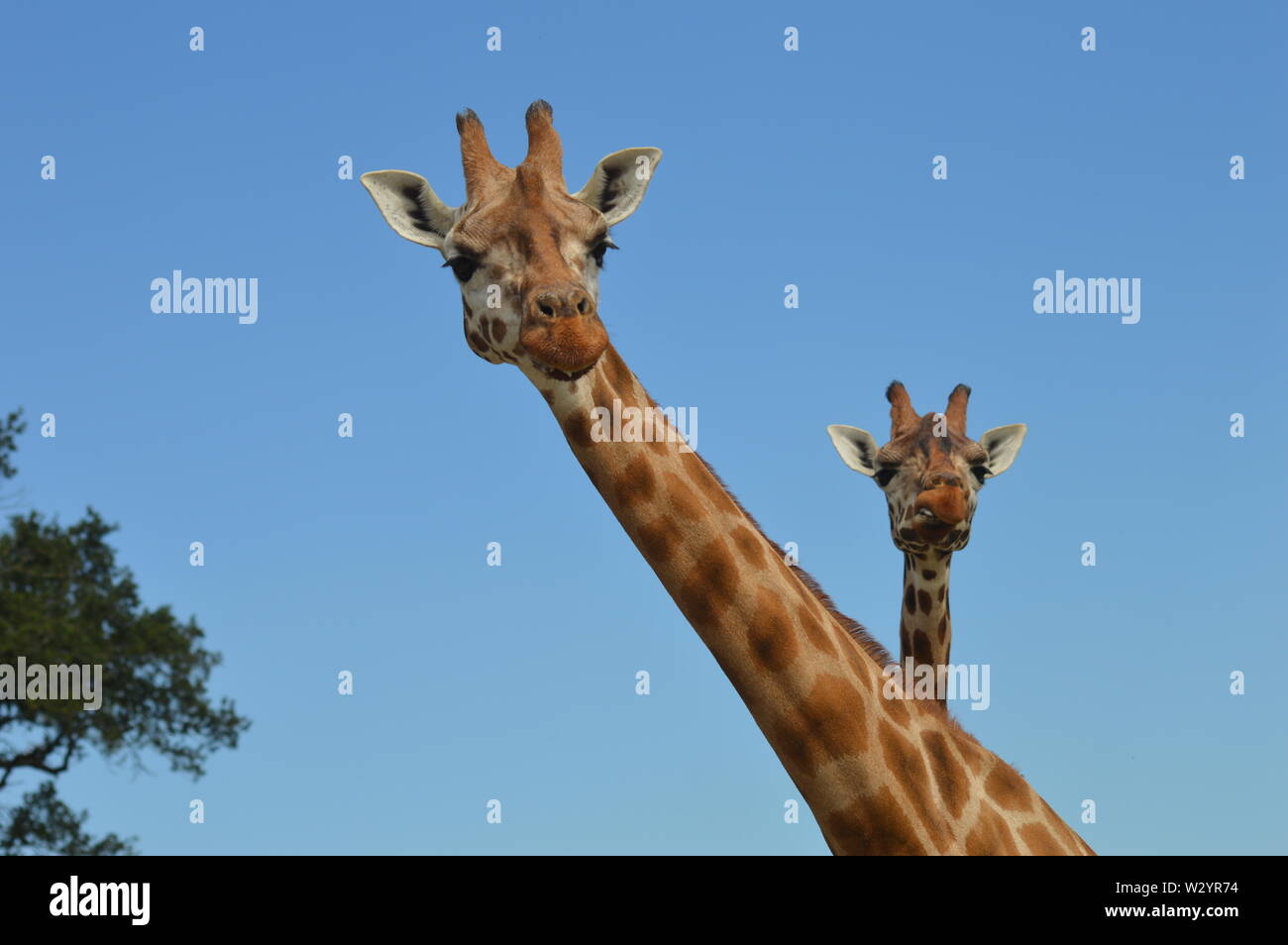 Two funny comic giraffes at Woburn Safari Park in comical pose looking down at the camera seeming to say what you looking at ? Stock Photo