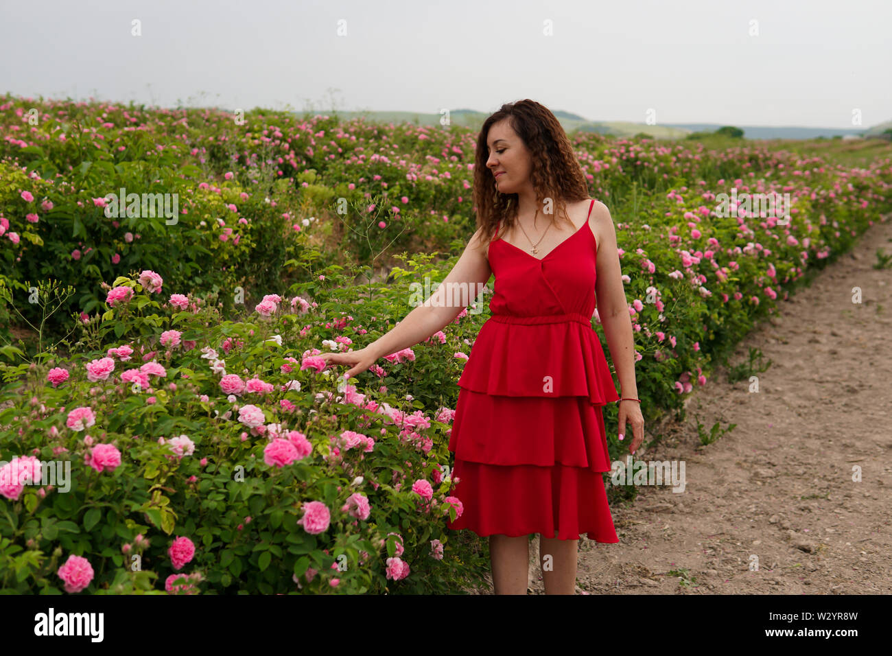 Beautiful woman in red dress on a field of blossoming roses Stock Photo ...