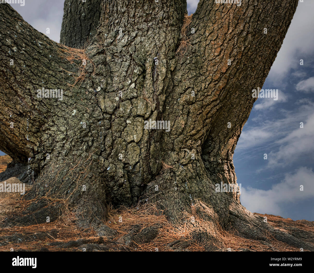 Old multiple tree trunk with codominant stems Stock Photo Alamy
