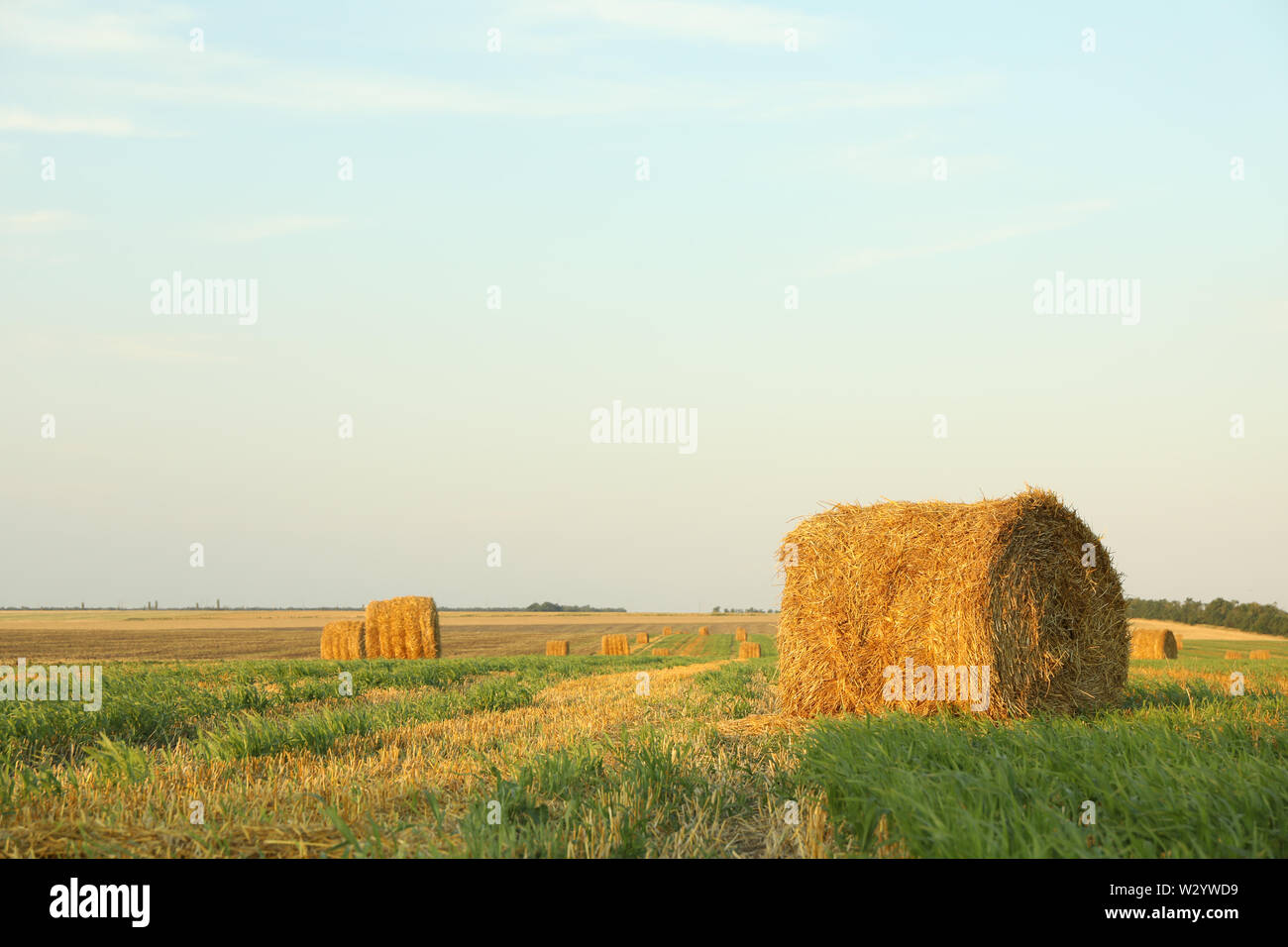 Straw bales of hay in the stubble field, space for text Stock Photo - Alamy
