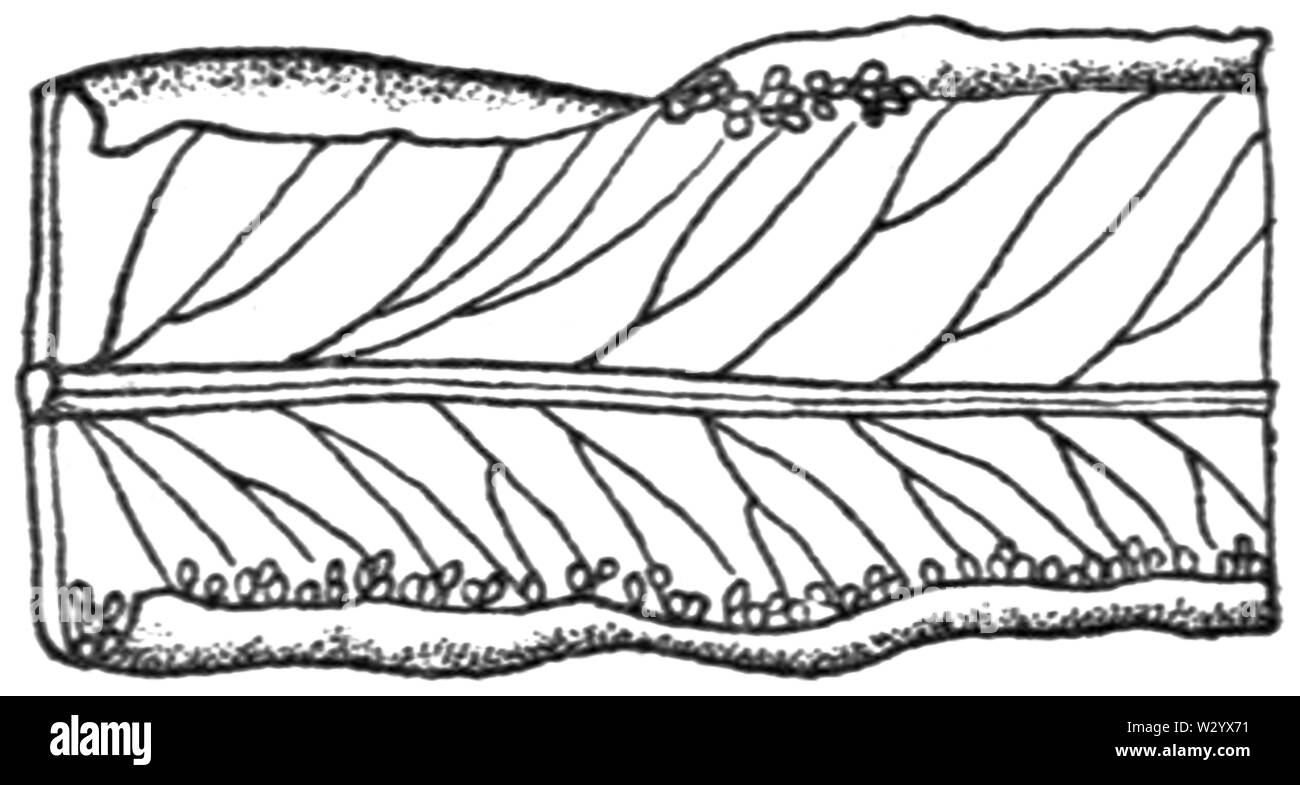ONF Fig 06 - Pteris longifolia pinna segment Stock Photo