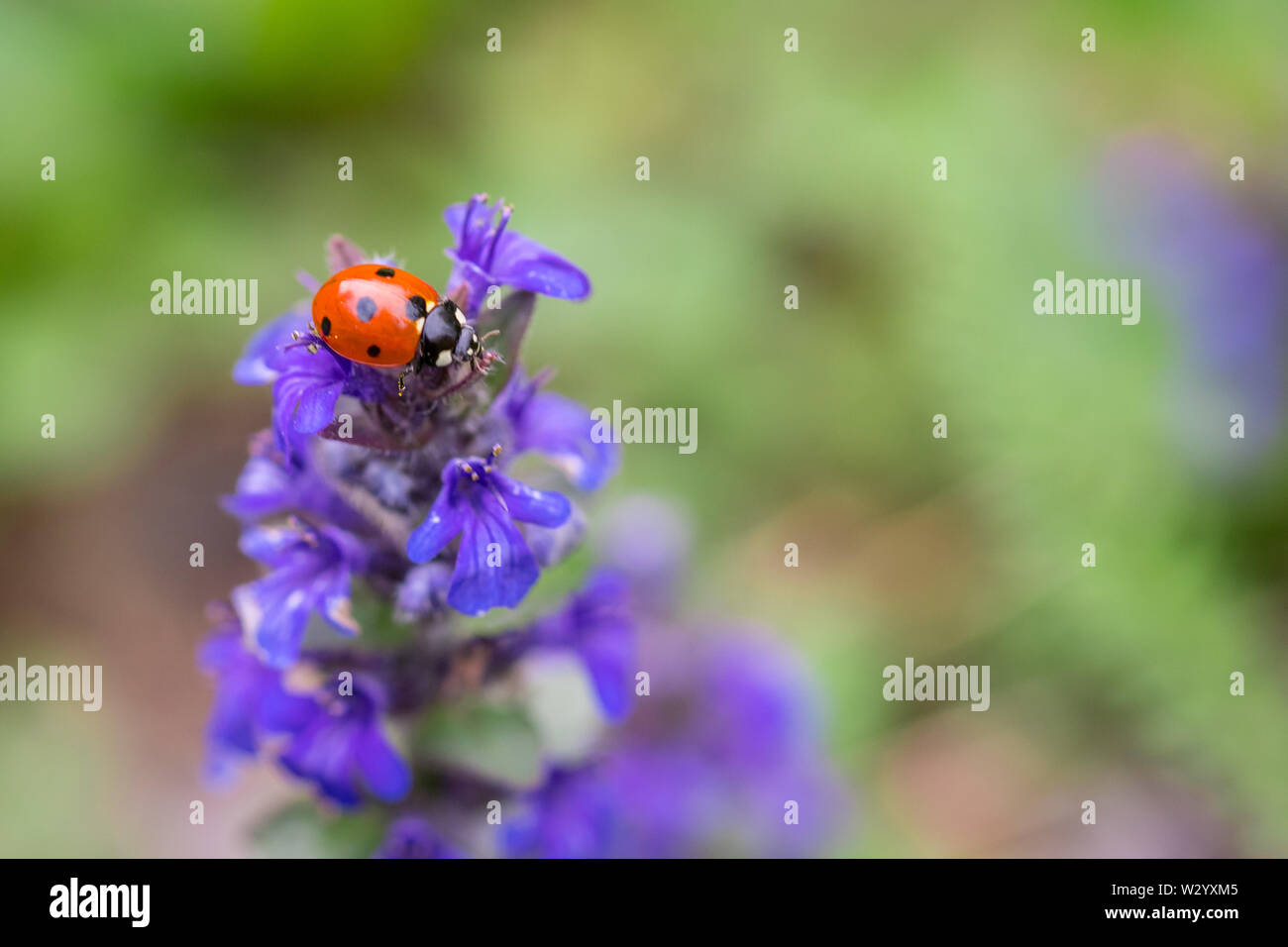 Red Ladybug On Purple Flower Macro Stock Photo 2691679319 | Shutterstock, image size:1300x956