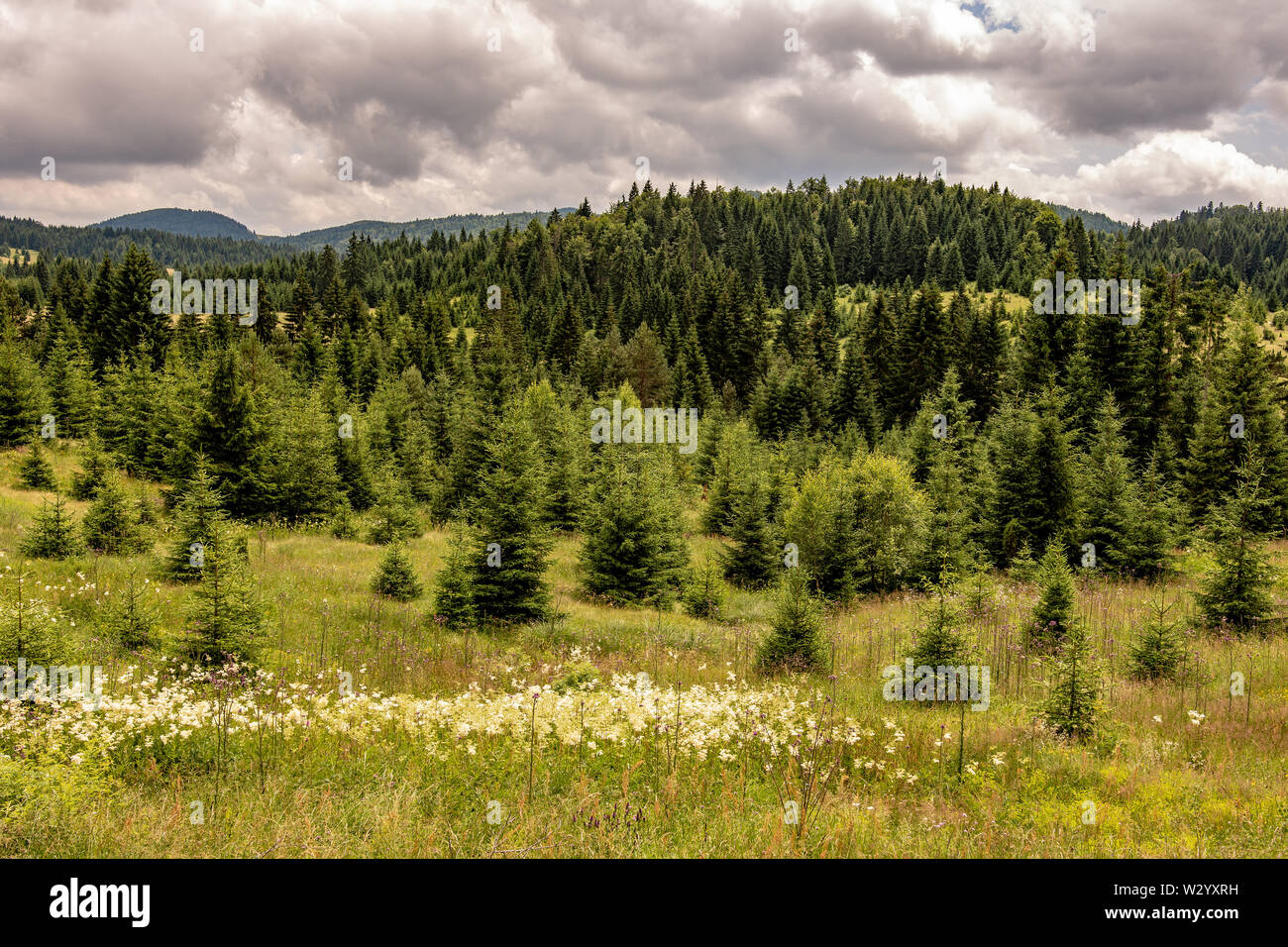 Pine Tree Forest Landscape. Woodland Fir Trees on Meadow Stock Photo ...