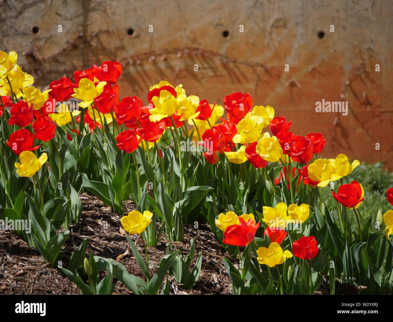 Medium close up of red and yellow tulips in a garden Stock Photo - Alamy