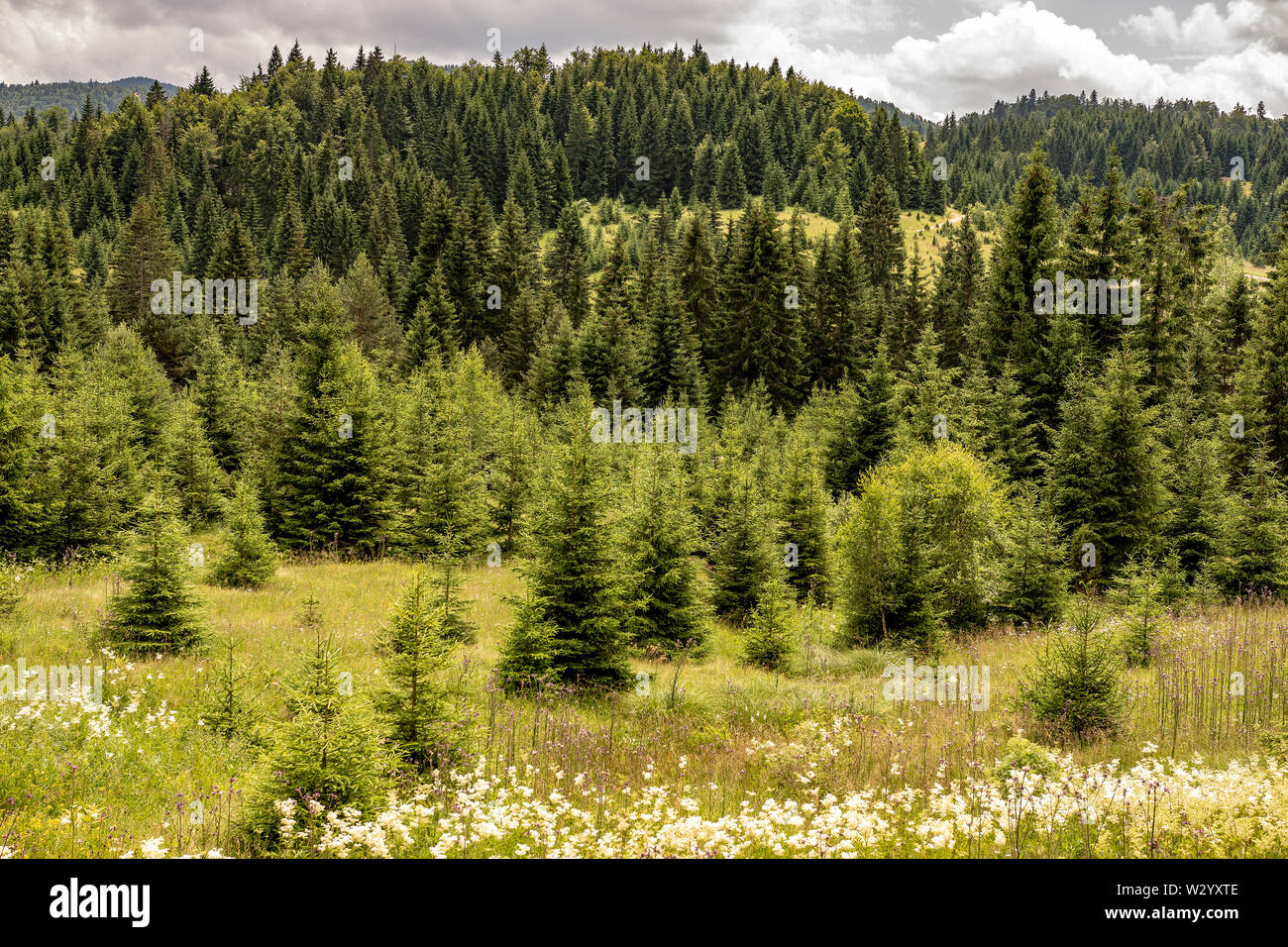 Pine Tree Forest Landscape. Woodland Fir Trees on Meadow. Stock Photo