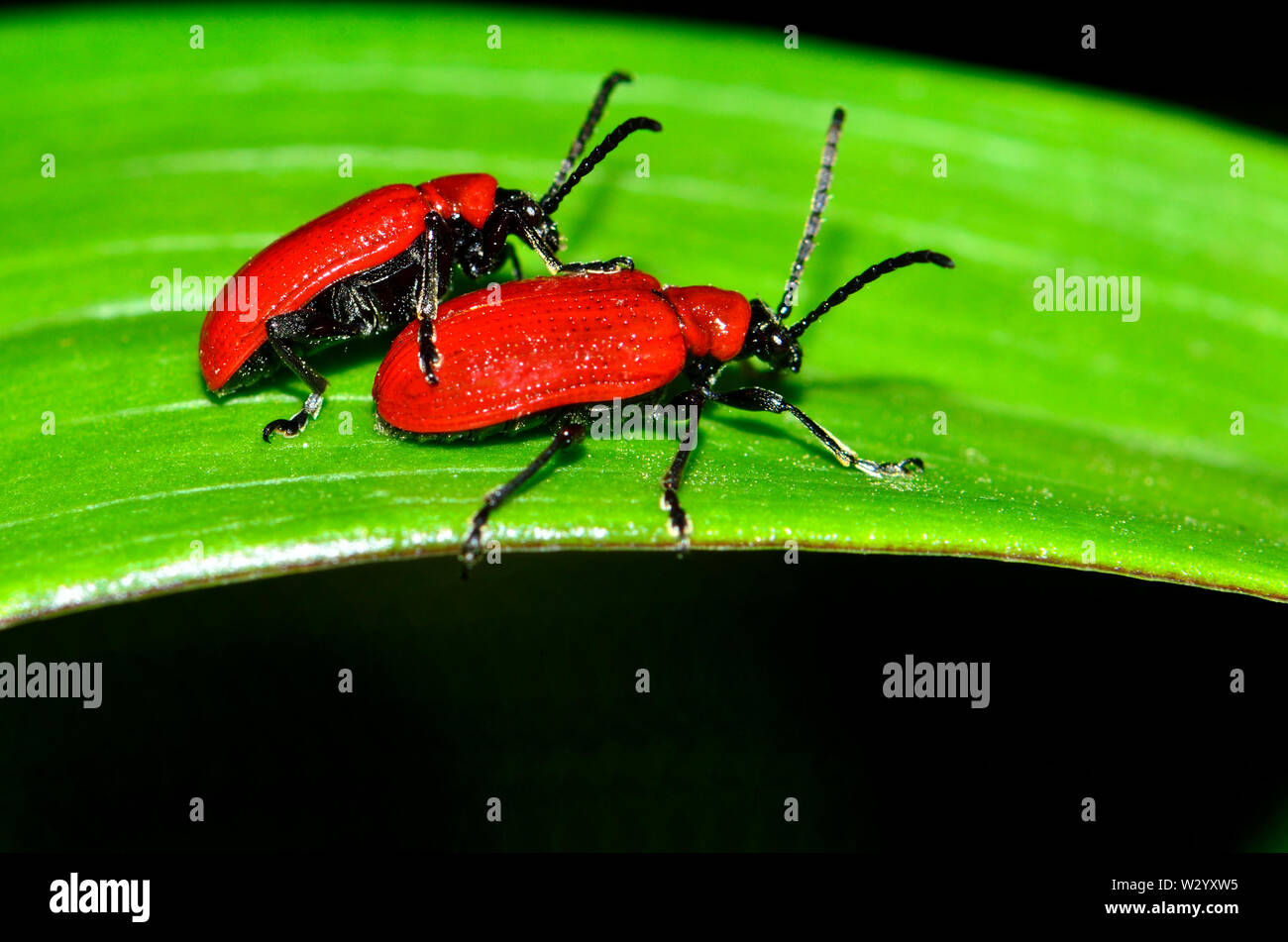 Lily Beetle (Lilioceris lilii) / Red Lily Beetle / Scarlet Lily Beetle / Lily Leaf Beetle. Kent garden, UK. May Stock Photo