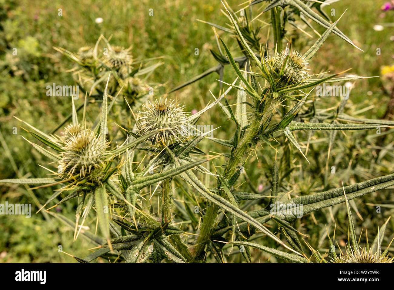 Spiny Green Wild Flower Wooly Thistle Cirsium Eriophorum Stock Photo