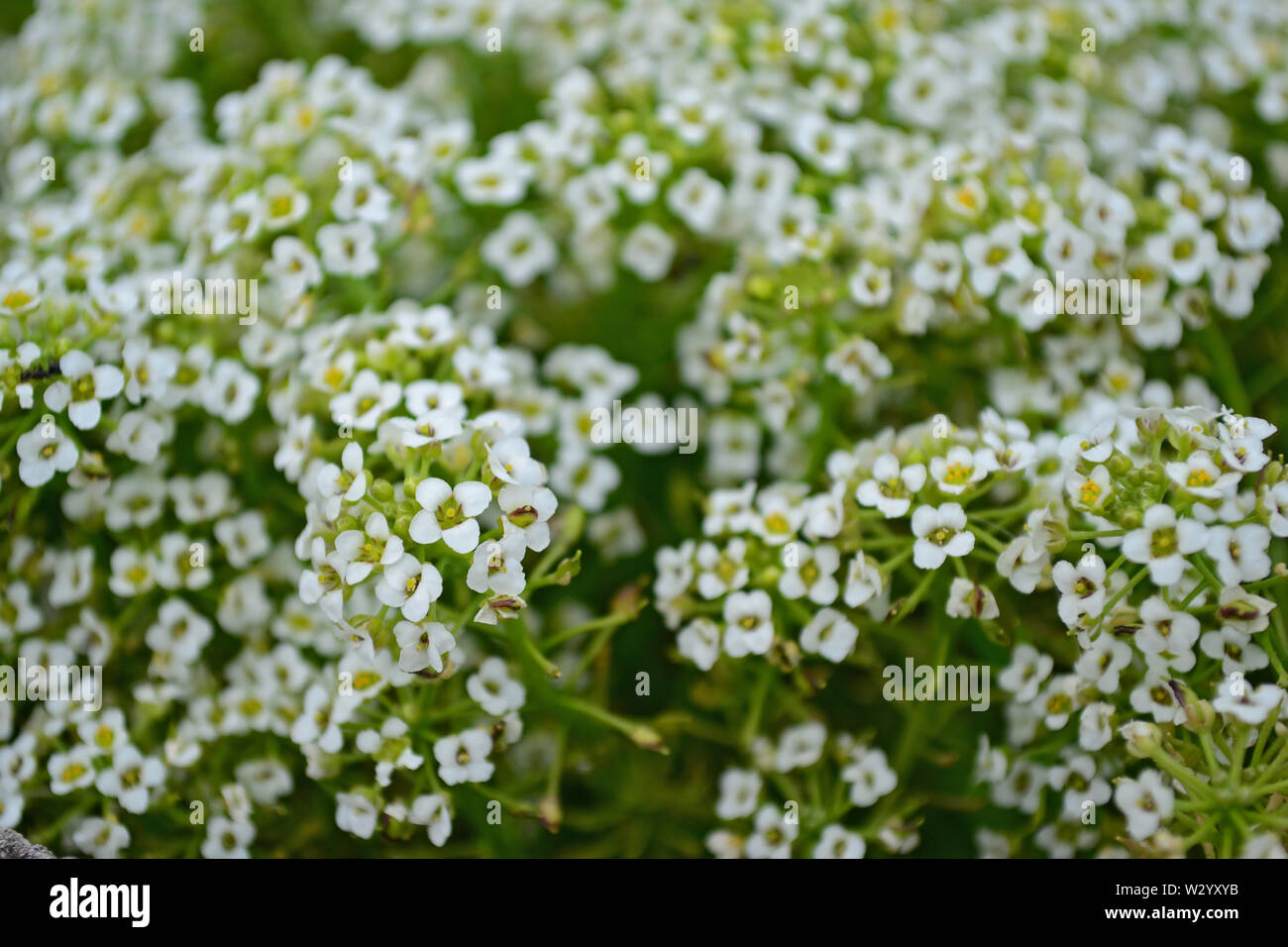 Little white flowers in the garden Stock Photo Alamy