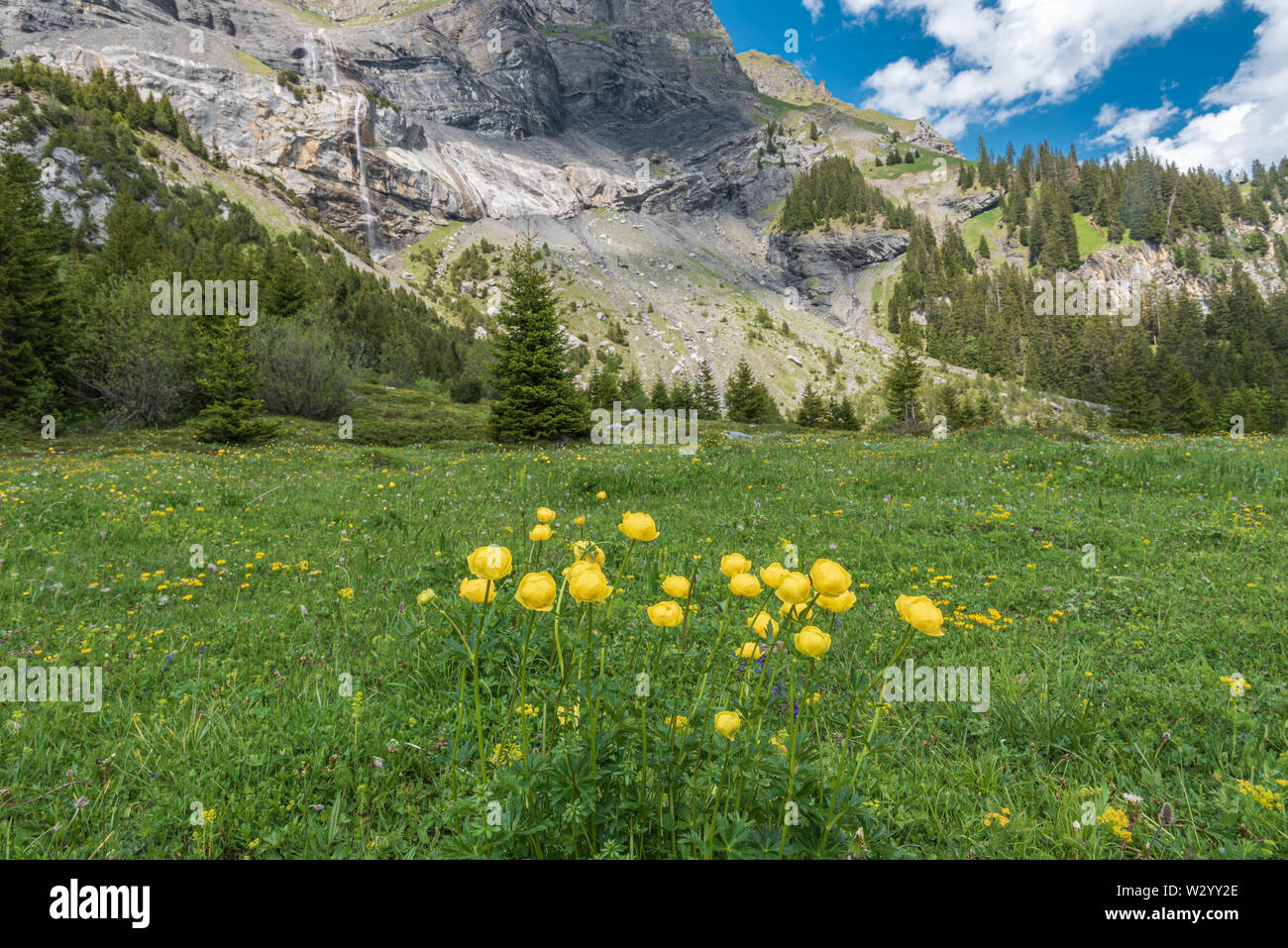 Landscape with european globeflowers between Oeschinen mountain station and Oeschinensee lake, Kandersteg, Bernese Oberland, Canton of Bern, Switzerla Stock Photo