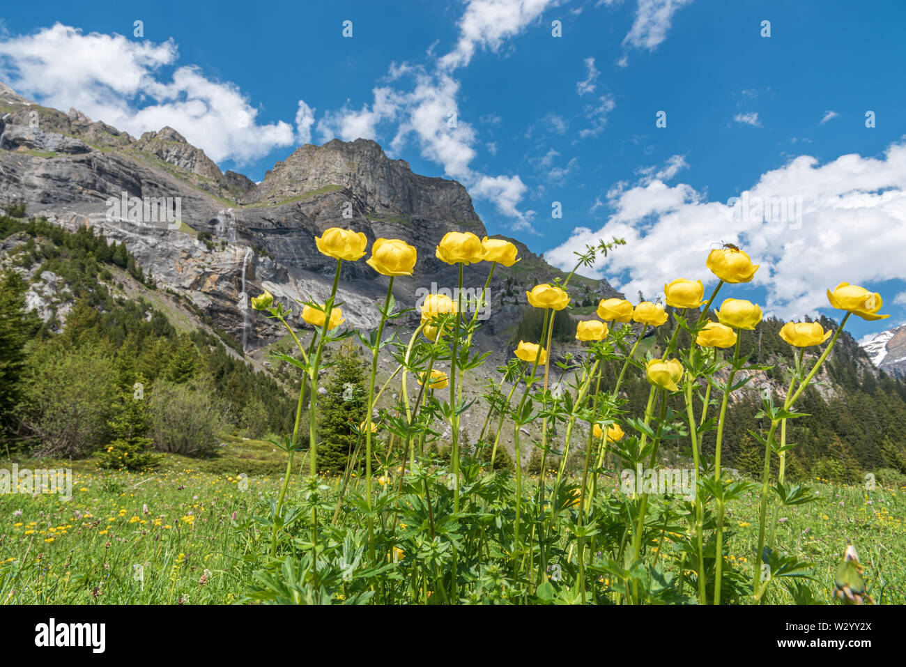 Landscape with european globeflowers between Oeschinen mountain station and Oeschinensee lake, Kandersteg, Bernese Oberland, Canton of Bern, Switzerla Stock Photo
