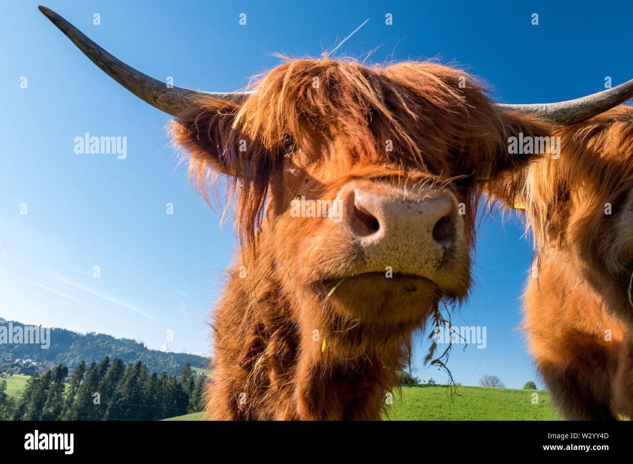 two hairy Scottish highland cattles on a green meadow in switzerland ...