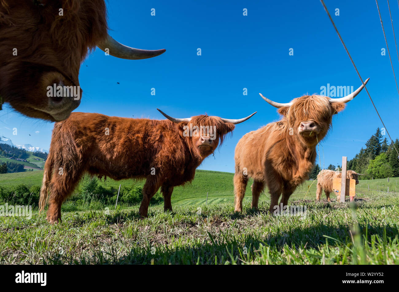 three hairy Scottish highland cattles on a green meadow in switzerland ...