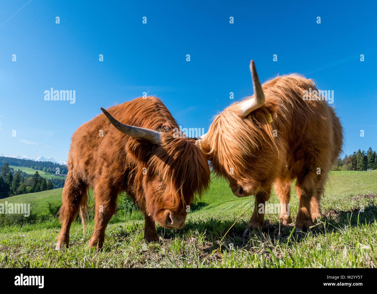 two hairy Scottish highland cattles on a green meadow in switzerland ...