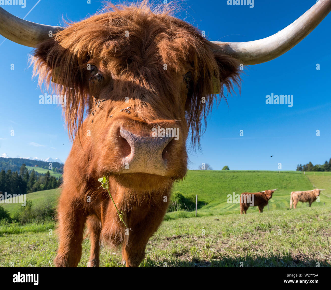close-up hairy Scottish highland cattle on a green meadow in ...