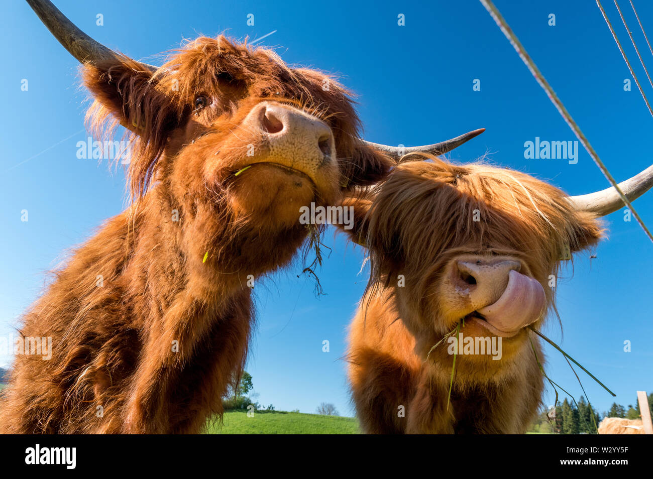 two hairy Scottish highland cattles on a green meadow in switzerland ...