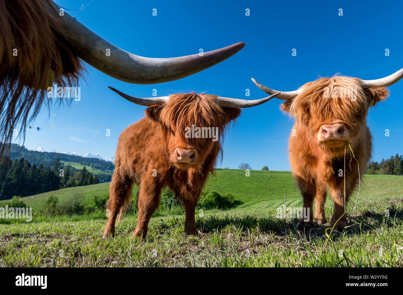 two hairy Scottish highland cattles on a green meadow in switzerland ...