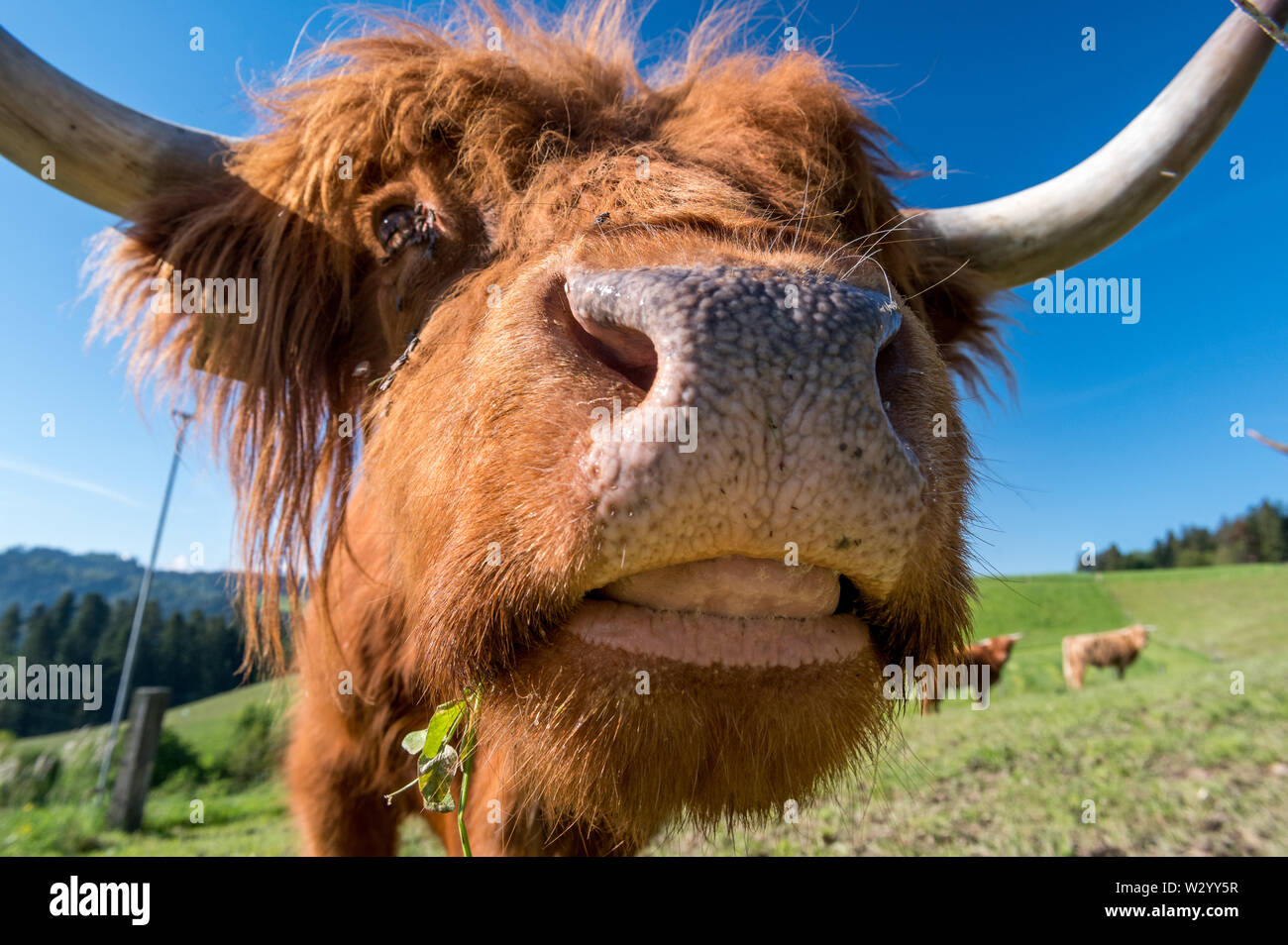 close-up hairy Scottish highland cattle on a green meadow in ...