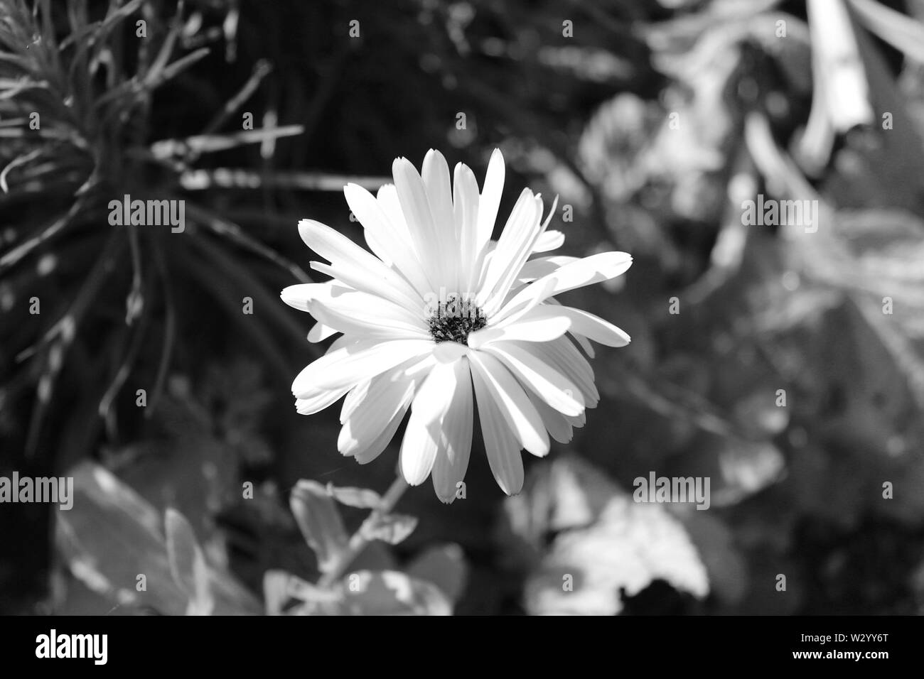 Welsh wildflower Black and White Stock Photos & Images - Alamy