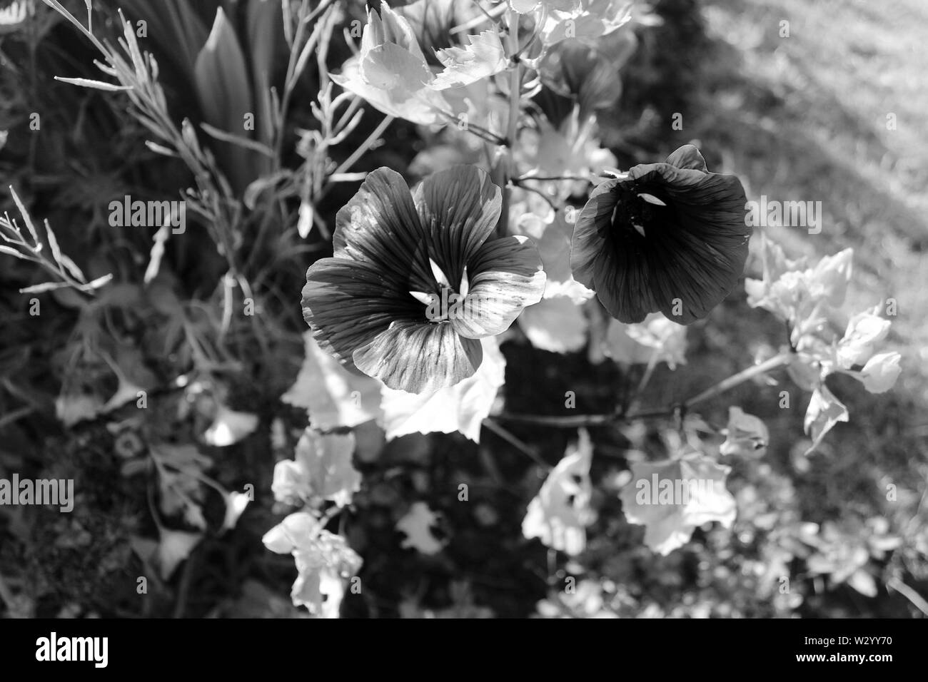 Wild flower meadows on Black and White Stock Photos & Images - Alamy