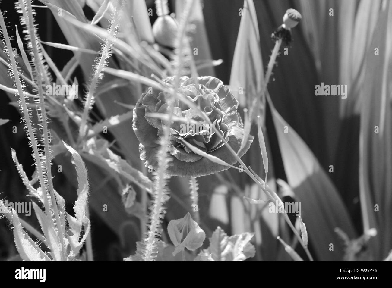 Welsh wildflower Black and White Stock Photos & Images - Alamy